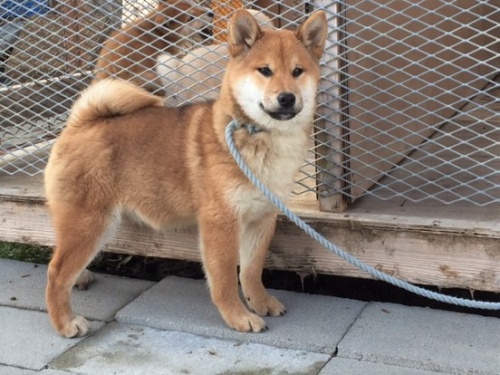 �Č��̎q���iID:1262511231�j��3���ڂ̎ʐ^/�X�V��:2016-12-24