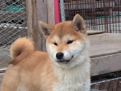 �Č��̎q���iID:1262511232�j��1���ڂ̎ʐ^/�X�V��:2016-12-24