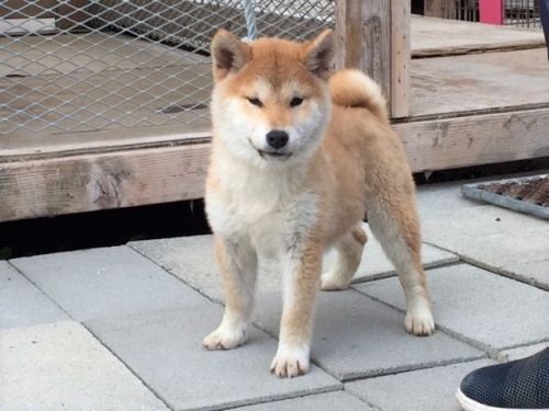 �Č��̎q���iID:1262511232�j��2���ڂ̎ʐ^/�X�V��:2016-12-24