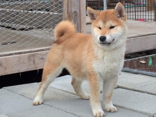 �Č��̎q���iID:1262511232�j��3���ڂ̎ʐ^/�X�V��:2016-12-24