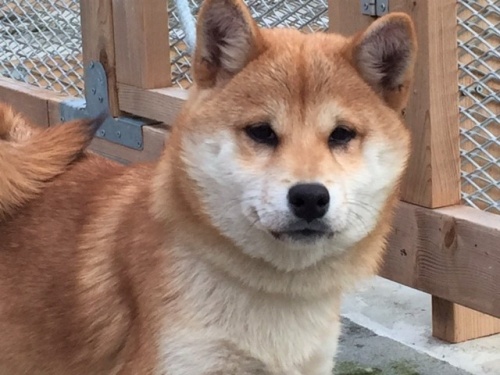 �Č��̎q���iID:1262511233�j��1���ڂ̎ʐ^/�X�V��:2016-12-24