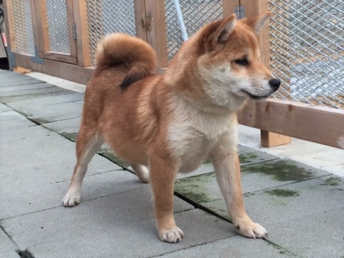 �Č��̎q���iID:1262511233�j��2���ڂ̎ʐ^/�X�V��:2016-12-24