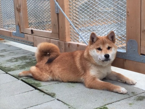 �Č��̎q���iID:1262511233�j��3���ڂ̎ʐ^/�X�V��:2016-12-24