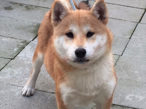 柴犬の子犬(ID:1262511234)の1枚目の写真/更新日:2016-12-24