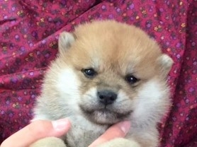 �Č��̎q���iID:1262511243�j��1���ڂ̎ʐ^/�X�V��:2017-01-11