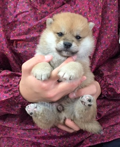 �Č��̎q���iID:1262511243�j��2���ڂ̎ʐ^/�X�V��:2017-01-11