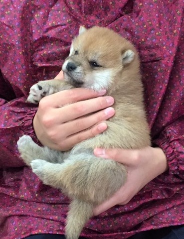 �Č��̎q���iID:1262511243�j��3���ڂ̎ʐ^/�X�V��:2017-01-11