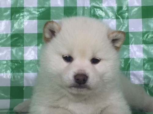 柴犬の子犬(ID:1262511244)の1枚目の写真/更新日:2017-01-20