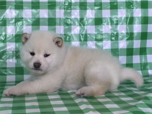 柴犬の子犬(ID:1262511244)の2枚目の写真/更新日:2017-01-20