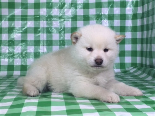 柴犬の子犬(ID:1262511244)の3枚目の写真/更新日:2017-01-20