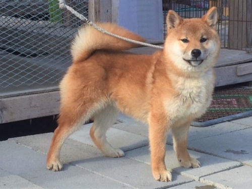 �Č��̎q���iID:1262511252�j��3���ڂ̎ʐ^/�X�V��:2017-01-24