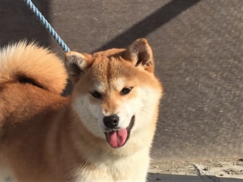 柴犬の子犬(ID:1262511260)の1枚目の写真/更新日:2017-02-10