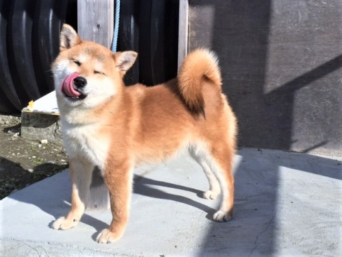 柴犬の子犬(ID:1262511260)の2枚目の写真/更新日:2017-02-10