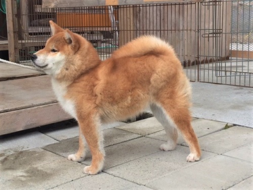 �Č��̎q���iID:1262511261�j��2���ڂ̎ʐ^/�X�V��:2017-01-30