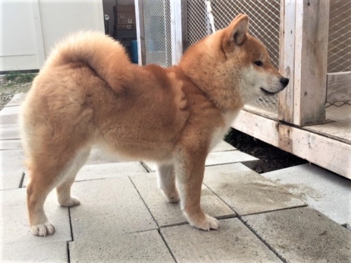 �Č��̎q���iID:1262511261�j��3���ڂ̎ʐ^/�X�V��:2017-01-30