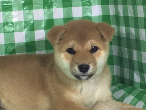 �Č��̎q���iID:1262511275�j��1���ڂ̎ʐ^/�X�V��:2017-02-19