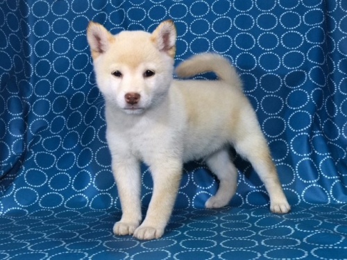 �Č��̎q���iID:1262511404�j��2���ڂ̎ʐ^/�X�V��:2017-11-08