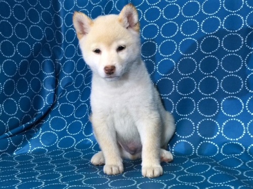 �Č��̎q���iID:1262511404�j��3���ڂ̎ʐ^/�X�V��:2017-11-08