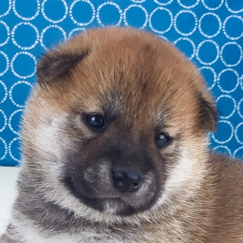 �Č��̎q���iID:1262511543�j��1���ڂ̎ʐ^/�X�V��:2018-06-25