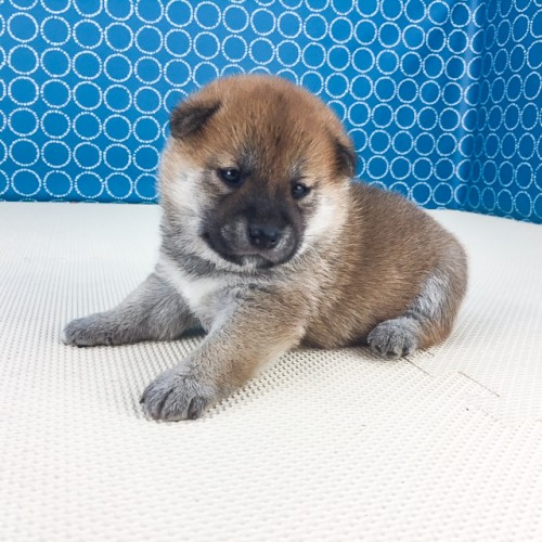 �Č��̎q���iID:1262511543�j��2���ڂ̎ʐ^/�X�V��:2018-06-25