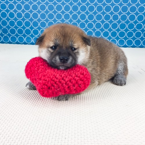 �Č��̎q���iID:1262511543�j��3���ڂ̎ʐ^/�X�V��:2018-06-25