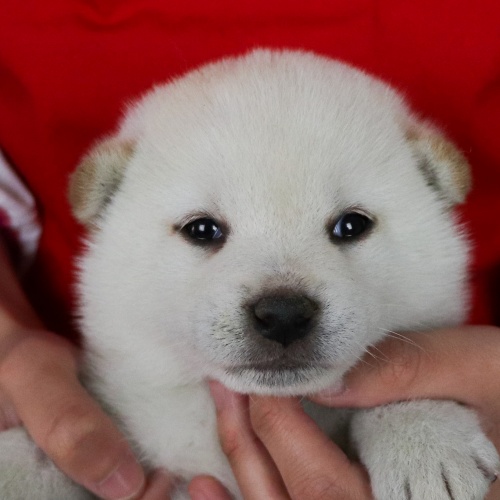 �Č��̎q���iID:1262511719�j��1���ڂ̎ʐ^/�X�V��:2019-05-17