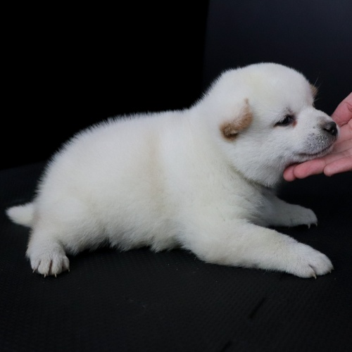 �Č��̎q���iID:1262511719�j��2���ڂ̎ʐ^/�X�V��:2019-05-17