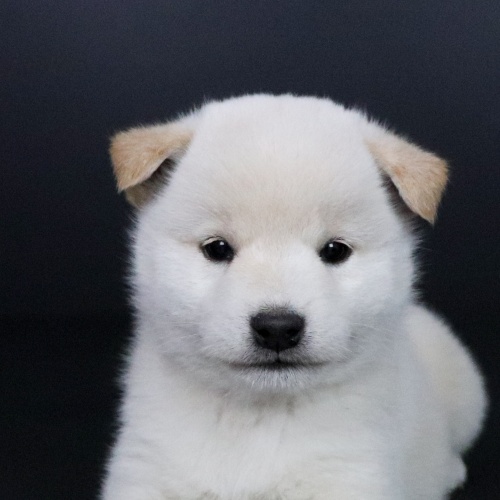 �Č��̎q���iID:1262511726�j��1���ڂ̎ʐ^/�X�V��:2019-05-21