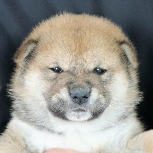 �Č��̎q���iID:1262511972�j��1���ڂ̎ʐ^/�X�V��:2020-04-27