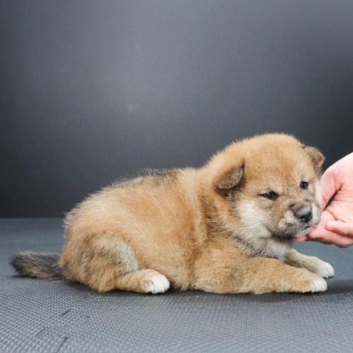 �Č��̎q���iID:1262511972�j��2���ڂ̎ʐ^/�X�V��:2020-04-27