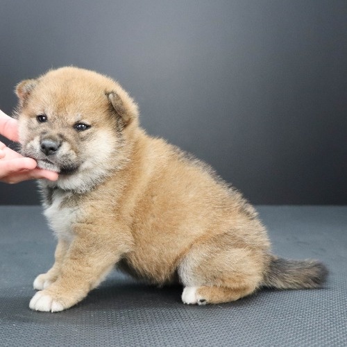 �Č��̎q���iID:1262511972�j��3���ڂ̎ʐ^/�X�V��:2020-04-27