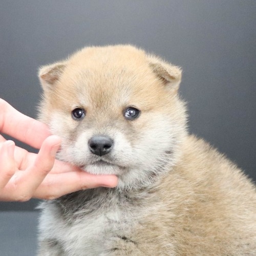 柴犬の子犬(ID:1262511974)の1枚目の写真/更新日:2020-04-26