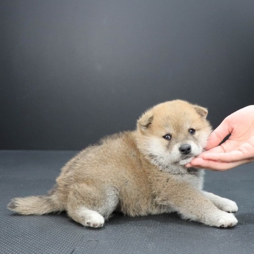 柴犬の子犬(ID:1262511974)の2枚目の写真/更新日:2020-04-26