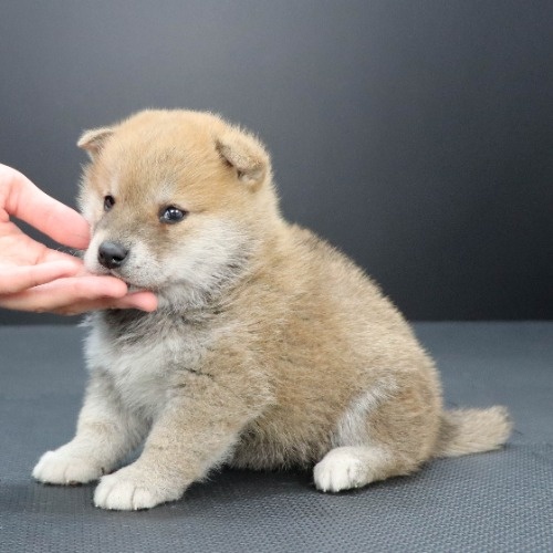 柴犬の子犬(ID:1262511974)の3枚目の写真/更新日:2020-04-26