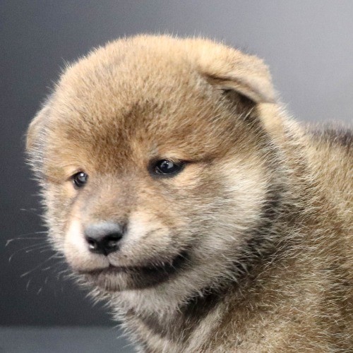 柴犬の子犬(ID:1262511987)の1枚目の写真/更新日:2020-06-10