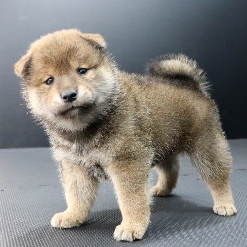 柴犬の子犬(ID:1262511987)の2枚目の写真/更新日:2020-06-10