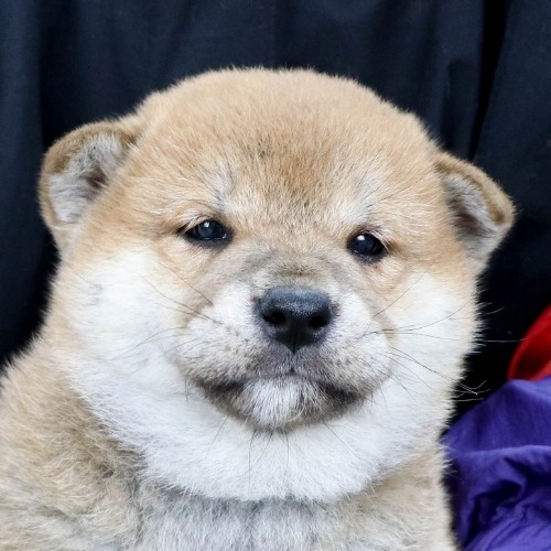 �Č��̎q���iID:1262512104�j��1���ڂ̎ʐ^/�X�V��:2021-02-17