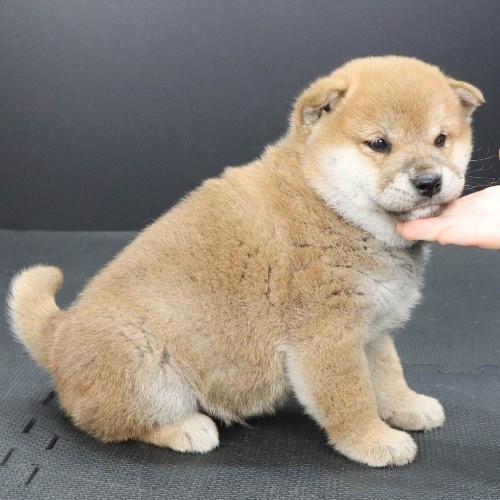 �Č��̎q���iID:1262512104�j��2���ڂ̎ʐ^/�X�V��:2021-02-17