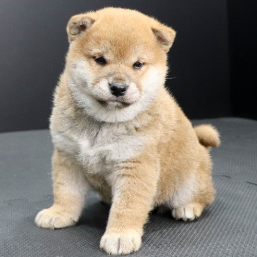 �Č��̎q���iID:1262512104�j��3���ڂ̎ʐ^/�X�V��:2021-02-17