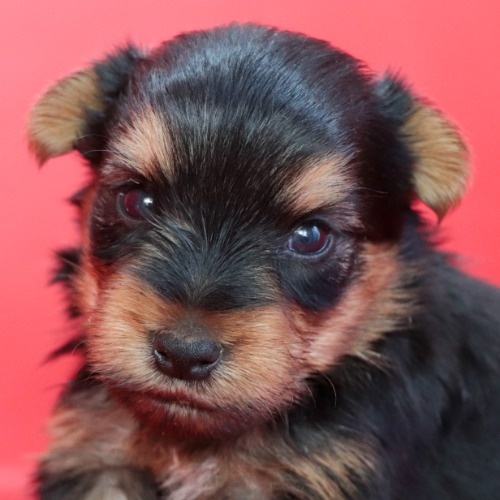 ヨークシャーテリアの子犬（ID:1262512515）の1枚目の写真/更新日:2023-07-23