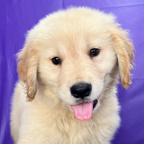 ゴールデンレトリバーの子犬（ID:1262512523）の1枚目の写真/更新日:2023-09-13
