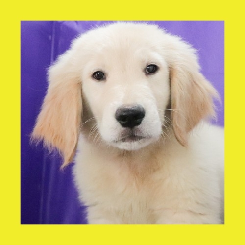ゴールデンレトリバーの子犬（ID:1262512524）の1枚目の写真/更新日:2023-09-13