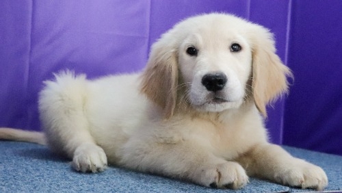 ゴールデンレトリバーの子犬（ID:1262512524）の3枚目の写真/更新日:2023-09-13