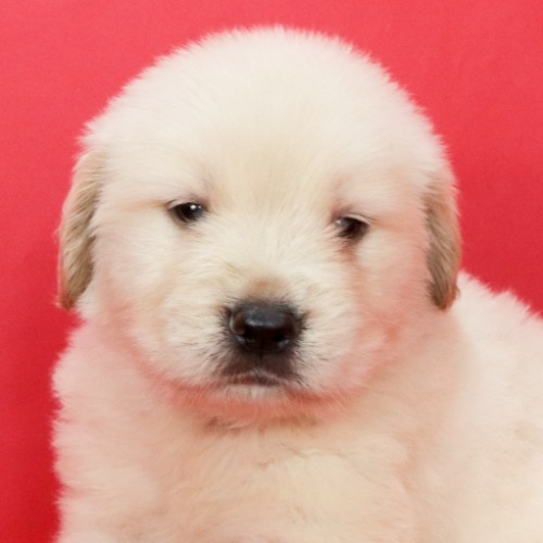 ゴールデンレトリバーの子犬（ID:1262512525）の1枚目の写真/更新日:2023-08-15