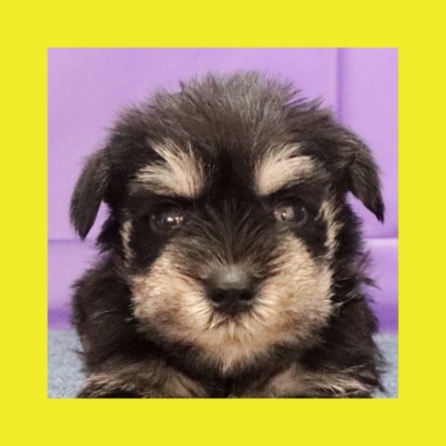 ミニチュアシュナウザーの子犬（ID:1262512532）の1枚目の写真/更新日:2023-09-11