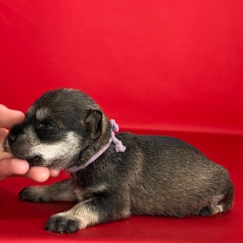 ミニチュアシュナウザーの子犬（ID:1262512533）の3枚目の写真/更新日:2023-08-25