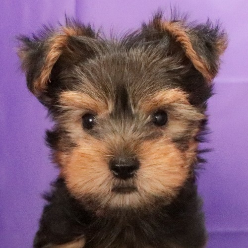 ヨークシャーテリアの子犬（ID:1262512536）の1枚目の写真/更新日:2023-08-31
