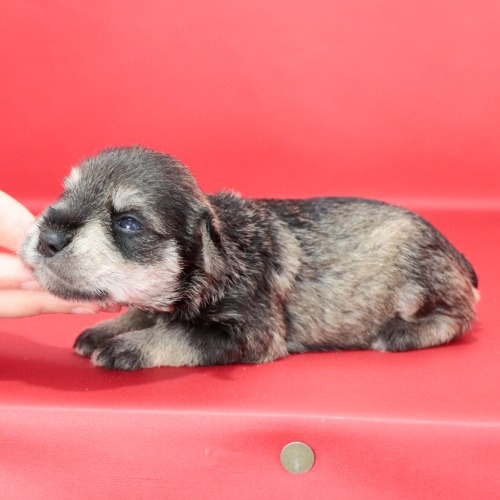 ミニチュアシュナウザーの子犬（ID:1262512538）の2枚目の写真/更新日:2023-08-27