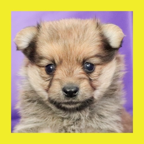 ミックスの子犬（ID:1262512572）の1枚目の写真/更新日:2023-10-12