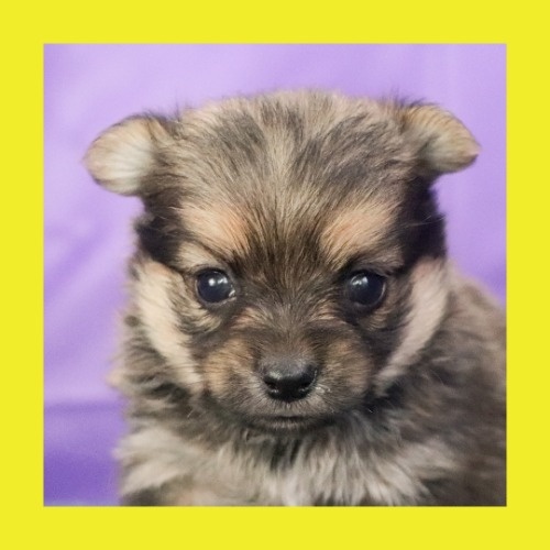 ミックスの子犬（ID:1262512573）の1枚目の写真/更新日:2023-10-12
